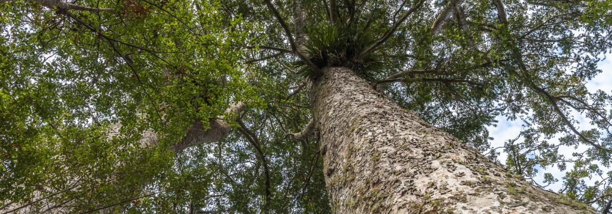 Kauri © Martin Sliva