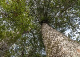 Kauri © Martin Sliva