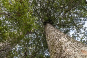 Kauri © Martin Sliva