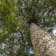Kauri © Martin Sliva