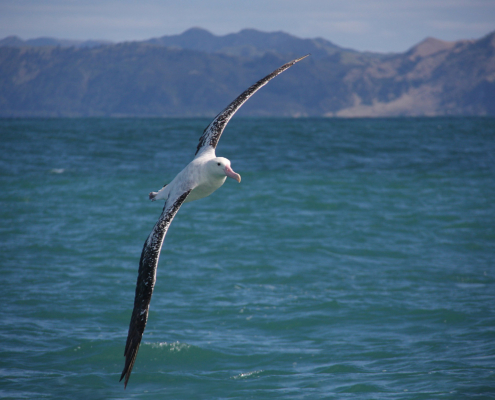 AlbatrossWanderer_007